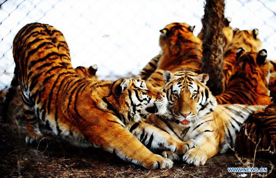 Photo taken on Nov. 19, 2012 shows Siberian tigers at the Siberian Tiger Park in Harbin, capital of northeast China's Heilongjiang Province. The Siberian Tiger Park, world's largest artificially Siberian tigers breeding base, announced that its 1,067 Siberian tigers had all received DNA test. The park began to use DNA tests to prevent "intermarriage" among Siberian tigers in 2001. Siberian tigers, otherwise known as Amur or Manchurian tigers, mainly live in east Russia, northeast China and northern part of the Korean Peninsula. Some 500 of the animals currently live in the wild, with an estimated 12 in Heilongjiang and eight to 10 in neighboring Jilin Province. (Xinhua/Wang Jianwei) 