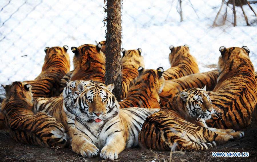 Siberian tigers take a rest at the Siberian Tiger Park in Harbin, capital of northeast China's Heilongjiang Province, Nov. 19, 2012. The Siberian Tiger Park, world's largest artificially Siberian tigers breeding base, announced that its 1,067 Siberian tigers had all received DNA test. The park began to use DNA tests to prevent "intermarriage" among Siberian tigers in 2001. Siberian tigers, otherwise known as Amur or Manchurian tigers, mainly live in east Russia, northeast China and northern part of the Korean Peninsula. Some 500 of the animals currently live in the wild, with an estimated 12 in Heilongjiang and eight to 10 in neighboring Jilin Province. (Xinhua/Wang Jianwei) 