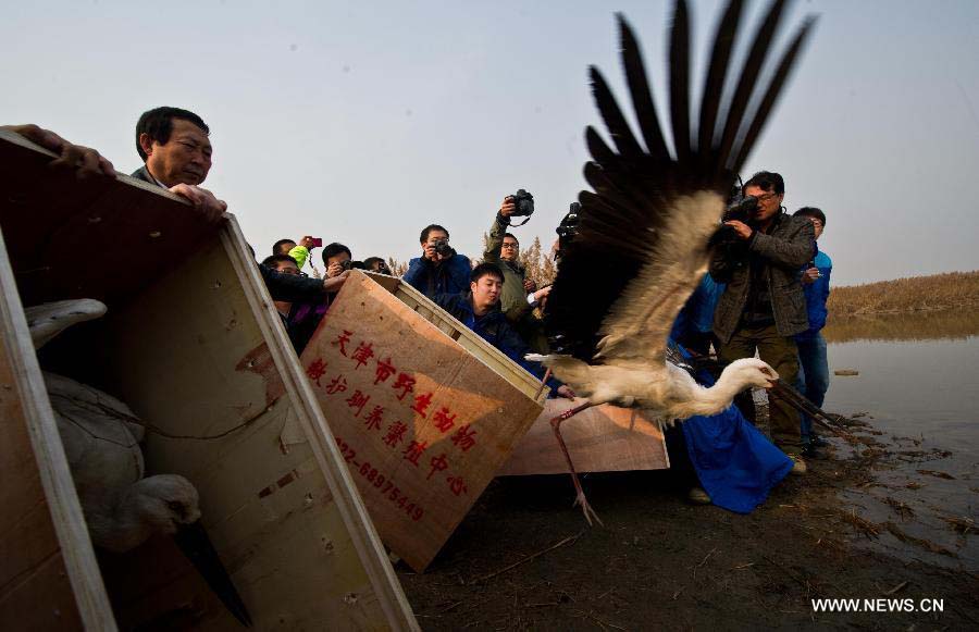 An oriental white stork is released at Beidagang Wetland Nature Reserve in Tianjin, north China, Nov. 21, 2012. A total of 13 oriental white storks were saved by a wild animal rescue and breeding agency in Tianjin after they were found poisoned since Nov. 11. They were released Wednesday after being treated. The oriental white stork is listed under China's highest level of animal protection, as only 2,500 to 3,000 of them currently exist in the country. The species, which usually reproduces in the northeast, migrate south for winter, and the Beidagang Wetland is an important habitat along their migratory route. (Xinhua/Yue Yuewei)