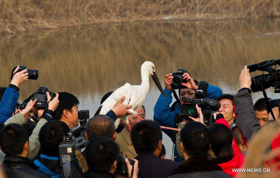 Reporters gather to see an oriental white stork released at Beidagang Wetland Nature Reserve in Tianjin, north China, Nov. 21, 2012. A total of 13 oriental white storks were saved by a wild animal rescue and breeding agency in Tianjin after they were found poisoned since Nov. 11. They were released Wednesday after being treated. The oriental white stork is listed under China's highest level of animal protection, as only 2,500 to 3,000 of them currently exist in the country. The species, which usually reproduces in the northeast, migrate south for winter, and the Beidagang Wetland is an important habitat along their migratory route. (Xinhua/Yue Yuewei)