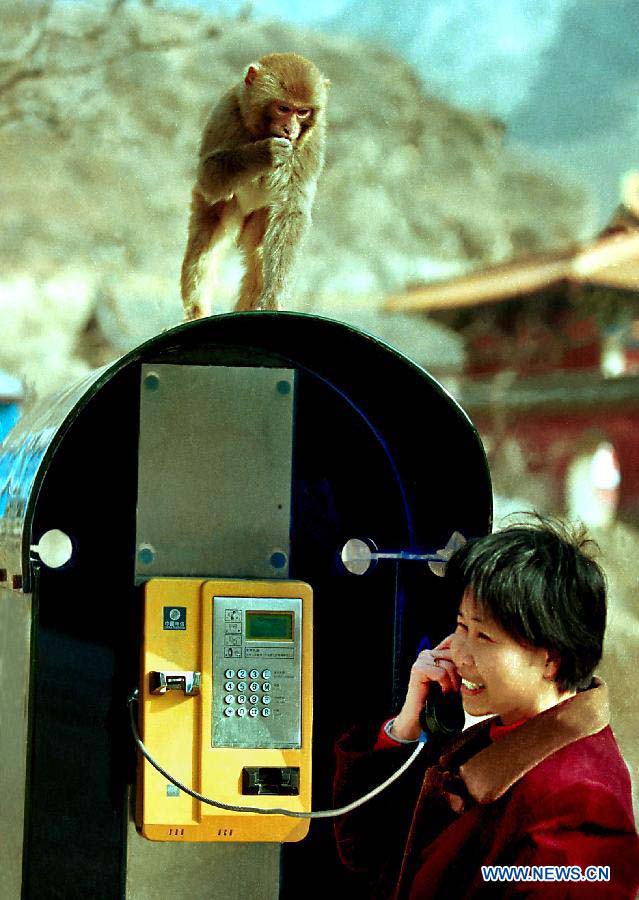File photo taken on March 16, 2001 shows that a macaque watches a woman making phone call in the Wulongkou Scenic Spot in Jiyuan City, central China's Henan Province.(Xinhua/Wang Song)