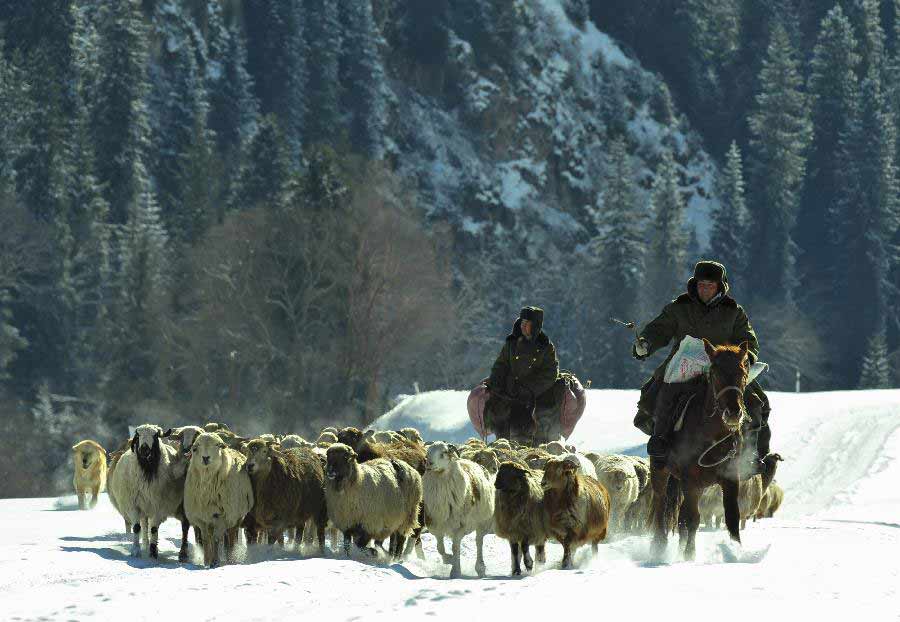 Herders and their sheep flock head for a winter pasture in Bayingolin Mongol Autonomous Prefecture, northwest China's Xinjiang uygur Autonomous Region, Nov. 21, 2012. Many herders to the north of the Tianshan Mountain are moving to winter pastures after a recent snowfall. (Xinhua/Jiang Wenyao) 