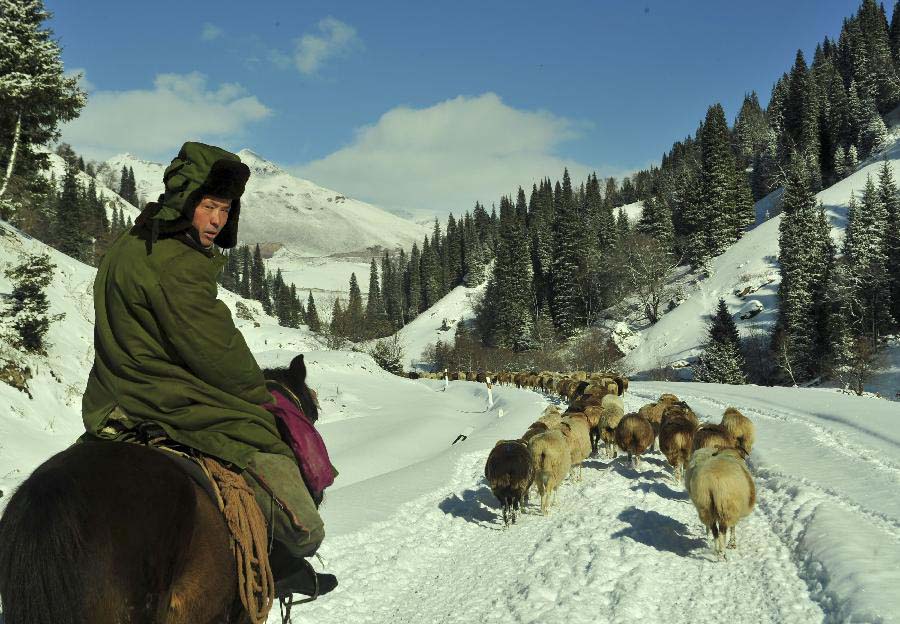 A herder and his sheep flock head for a winter pasture in Bayingolin Mongol Autonomous Prefecture, northwest China's Xinjiang uygur Autonomous Region, Nov. 21, 2012. Many herders to the north of the Tianshan Mountain are moving to winter pastures after a recent snowfall. (Xinhua/Jiang Wenyao) 