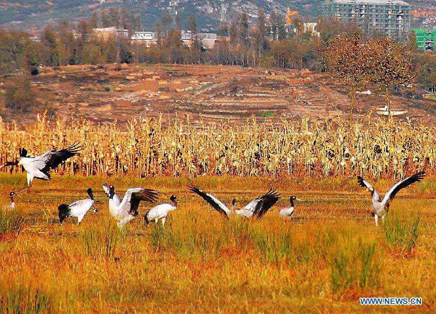 A flock of bar-headed goose fly at Caohai National Nature Reserve in Weining County, southwest China's Guizhou Province, Nov. 21, 2012. (Xinhua/He Huan) 