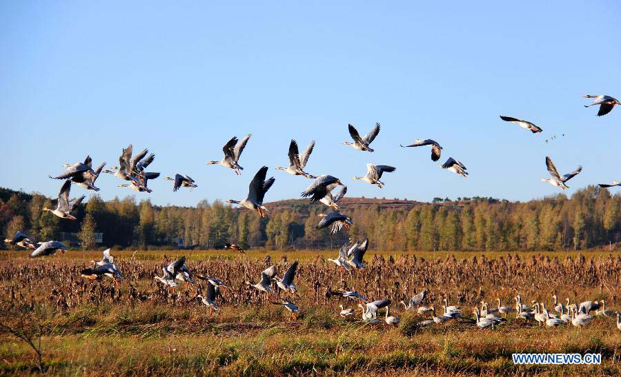 A flock of bar-headed goose fly at Caohai National Nature Reserve in Weining County, southwest China's Guizhou Province, Nov. 21, 2012.  (Xinhua/He Huan) 