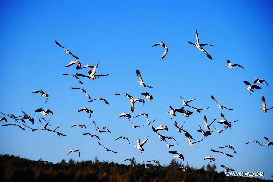 A flock of bar-headed goose fly at Caohai National Nature Reserve in Weining County, southwest China's Guizhou Province, Nov. 21, 2012. (Xinhua/Yang Wenbin) 