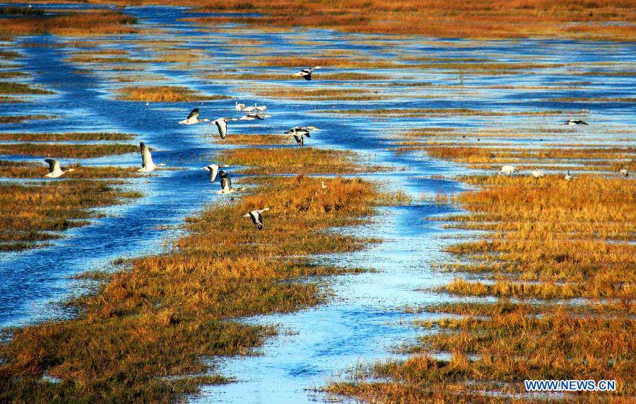A flock of bar-headed goose fly at Caohai National Nature Reserve in Weining County, southwest China's Guizhou Province, Nov. 21, 2012. (Xinhua/He Huan) 