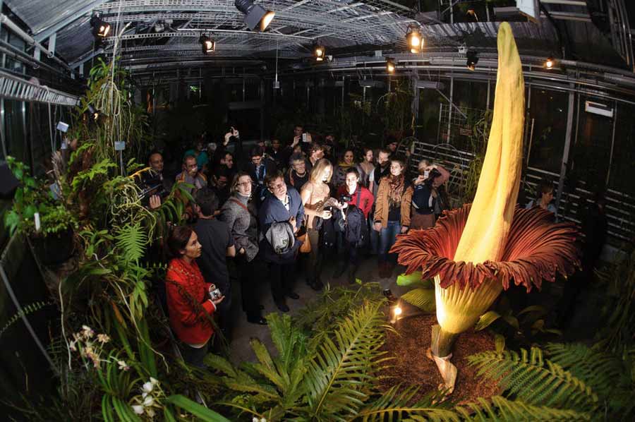 A rare plant that has the distinct smell of rotting flesh is attracting large crowds in Switzerland. Thousands of plant lovers are flocking to the Basel Botanical Garden in Switzerland to see a full bloom of a corpse flower. (Xinhua/AFP)