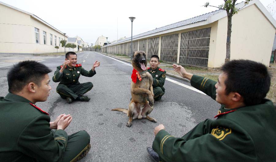 Police dog "Thunder" with its neck tied with a "glory" badge performs upright for dog handlers before retiring from military service in Jiangsu Armed Police Corps in Nanjing, capital of east China's Jiangsu Province, Nov. 23, 2012. Five police dogs have to leave the corps as their term of military service is due. (Xinhua/Li Ke) 