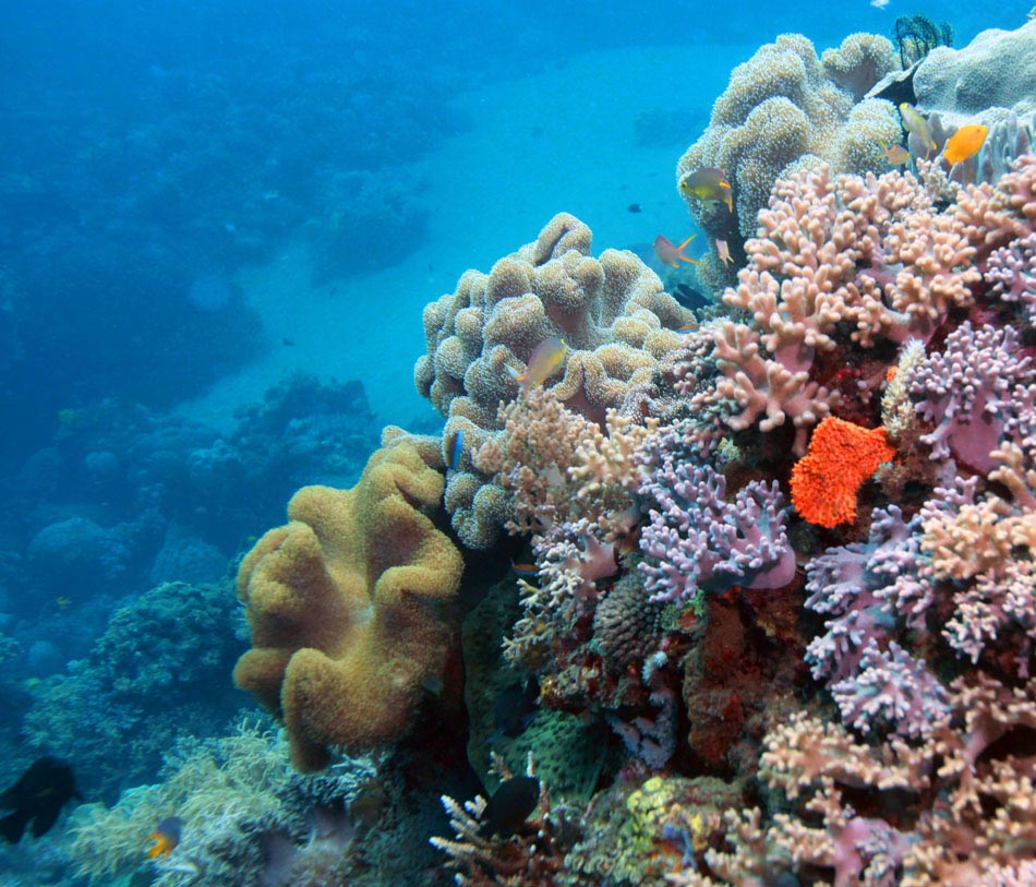 The coral reef in waters off East Timor Dili. Overfishing, coastal development, pollution have become the major threats to coral. (Xinhua/Jiang Fan)