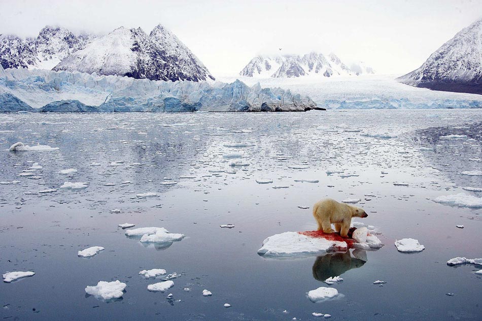A polar bear eats foods on floating ice in Svalbard Islands, northern Norway. The ice is melting due to global warming. (Photo/Xinhua)