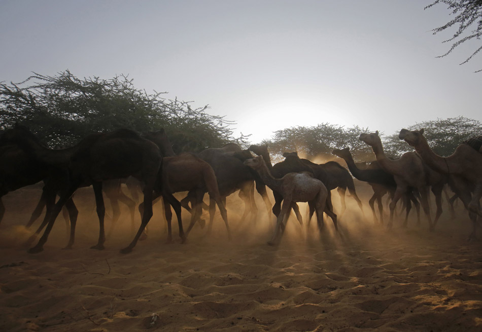 Flocks of camels are rushed to the trading area of Pushkar market, in the desert regions of Rajasthan, India on Nov. 23, 2012. Pushkar market is one of the markets with special features in India, where a number of camels are traded, attracting many domestic and foreign tourists. (Xinhua/Reuters)