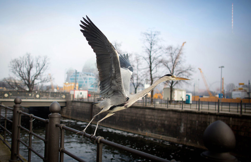 A heron flies in Berlin, Germany on Nov. 23, 2012. (Xinhua/AFP)