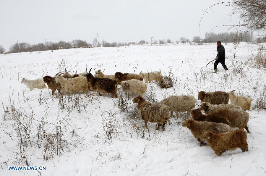 A herdman herds in the snow in Altay, northwest China's Xinjiang Uygur Autonomous Region, Nov. 26, 2012. Heavy snow hit Altay since last Monday, bringing inconveniences to the herdsmen and traffic here. (Xinhua/Ye Erjiang) 