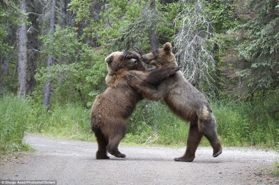 Two grizzly bears stand on their feet and blow at each other, for a bear seems to try to steal salmon lunch from another bear in a national park in Alaska, U.S.. These rare pictures were taken by a Japanese photographer Shogo Asao who witnessed the scene. (Photo Source: gb.cri.cn)