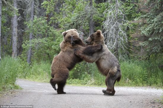 Two grizzly bears stand on their feet and blow at each other, for a bear seems to try to steal salmon lunch from another bear in a national park in Alaska, U.S.. These rare pictures were taken by a Japanese photographer Shogo Asao who witnessed the scene. (Photo Source: gb.cri.cn)
