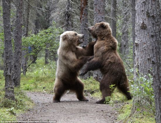 Two grizzly bears stand on their feet and blow at each other, for a bear seems to try to steal salmon lunch from another bear in a national park in Alaska, U.S.. These rare pictures were taken by a Japanese photographer Shogo Asao who witnessed the scene. (Photo Source: gb.cri.cn)