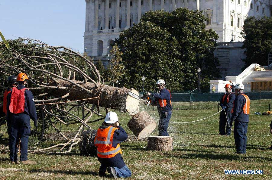 Workers prepare the Capitol Christmas tree before installing it on the west side of the Capitol Hill in Washington D.C., the United States, Nov. 26, 2012. The tree is an Engelmann Spruce from Meeker, Colorado, and will be decorated in the coming days for the holidays. It is part of an annual tradition since 1964. (Xinhua/Fang Zhe)