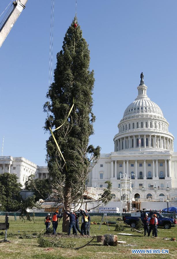 The Capitol Christmas Tree is installed on the west side of the Capitol Hill in Washington D.C., the United States, Nov. 26, 2012. The tree is an Engelmann Spruce from Meeker, Colorado, and will be decorated in the coming days for the holidays. It is part of an annual tradition since 1964. (Xinhua/Fang Zhe)