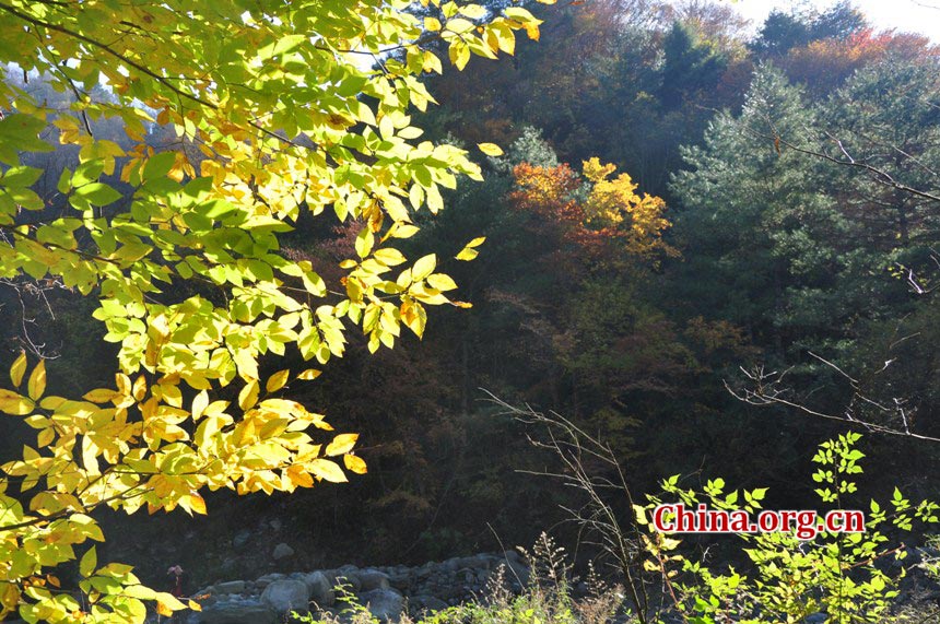 One of China's major giant panda habitats, the Tangjiahe Nature Reserve is located in Qingchuan County on the northwestern edge of Sichuan Basin, approximately a five-hour drive from downtown Chengdu. Established in 1978, Tangjiahe Nature Reserve covers an area of 400 square kilometers. Around 430 species of wild animals including pandas, takins and golden monkeys inhabit the area. (China.org.cn/Chen Xiangzhao)