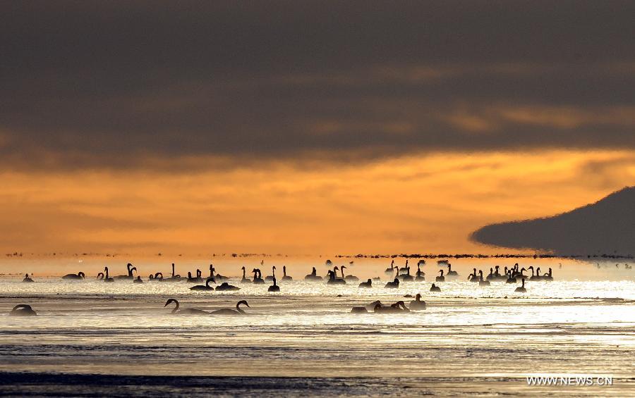Swans swim in the Qinghai Lake in northwest China's Qinghai Province, Nov. 27, 2012. The Qinghai Lake, China's largest inland saltwater lake, has expanded for eight years in a row to 4,402.5 square km. (Xinhua/Han Yuqing)