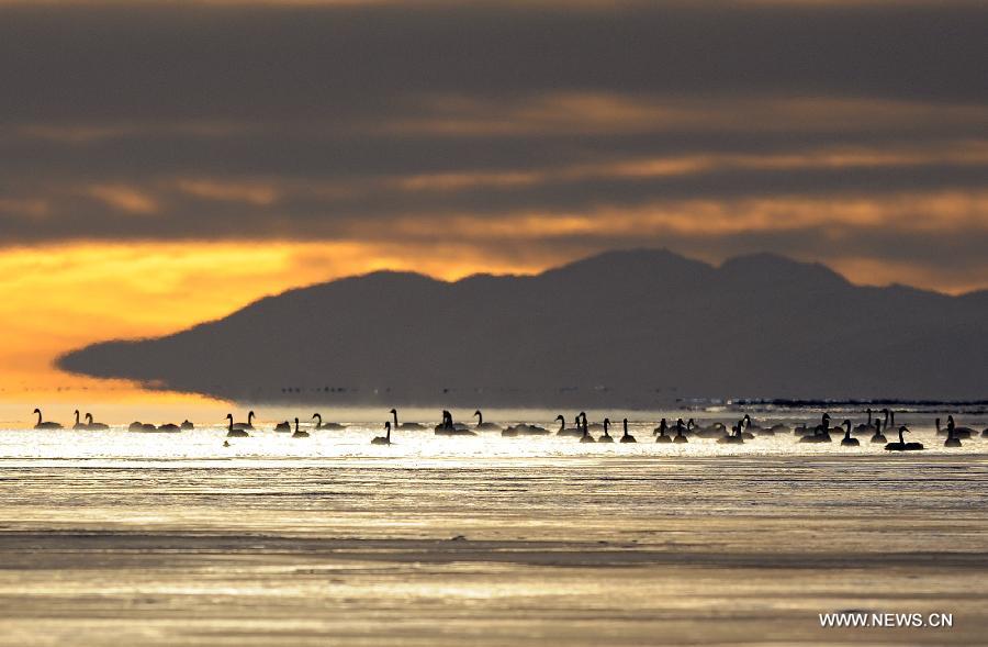 Swans swim in the Qinghai Lake in northwest China's Qinghai Province, Nov. 27, 2012. The Qinghai Lake, China's largest inland saltwater lake, has expanded for eight years in a row to 4,402.5 square km. (Xinhua/Han Yuqing)