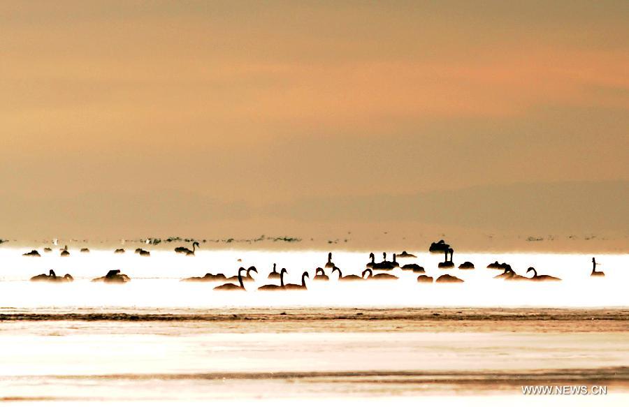 Swans swim in the Qinghai Lake in northwest China's Qinghai Province, Nov. 27, 2012. The Qinghai Lake, China's largest inland saltwater lake, has expanded for eight years in a row to 4,402.5 square km. (Xinhua/Han Yuqing)