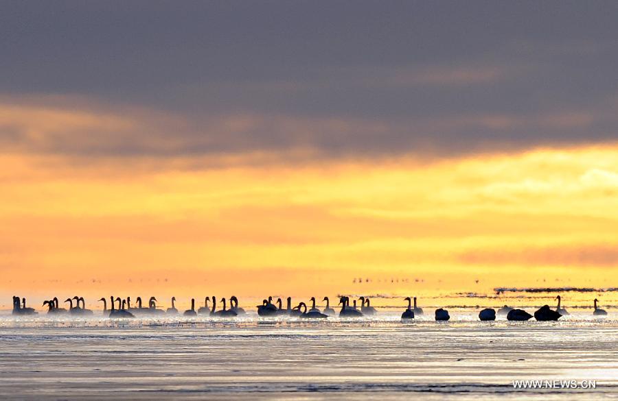 Swans swim in the Qinghai Lake in northwest China's Qinghai Province, Nov. 27, 2012. The Qinghai Lake, China's largest inland saltwater lake, has expanded for eight years in a row to 4,402.5 square km. (Xinhua/Han Yuqing)