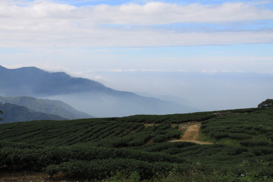 The alpine tea plantation managed by the local Bunun people is enveloped in thin layers of clouds. The oolong Tea produced in the plantation is a well-known trademark from Taiwan. (CRIENGLISH.com)