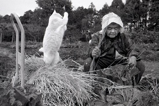 By Japanese photographer Miyoko Ihara. Photos are from her album "Misao the Big Mama and Fukumaru the Cat."