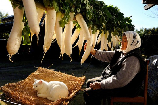 By Japanese photographer Miyoko Ihara. Photos are from her album "Misao the Big Mama and Fukumaru the Cat."