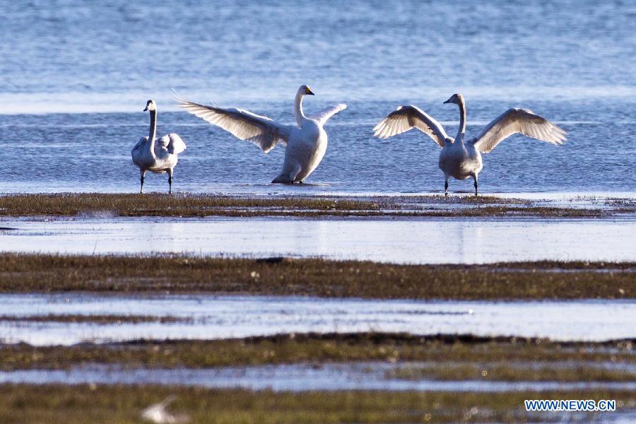 White swans are seen on the Cuiping Lake in Jixian County of Tianjin, north China, Nov. 28, 2012. (Xinhua/Yang Yanbo) 