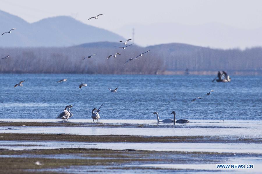 White swans are seen on the Cuiping Lake in Jixian County of Tianjin, north China, Nov. 28, 2012. (Xinhua/Yang Yanbo) 