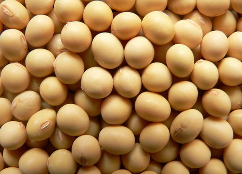 Soybean