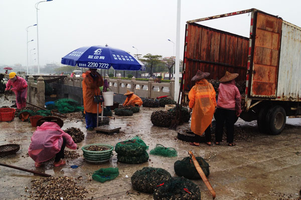 Local fisherwomen are processing oysters from the day's catch. (CRIENGLISH.com/Luo Chun)