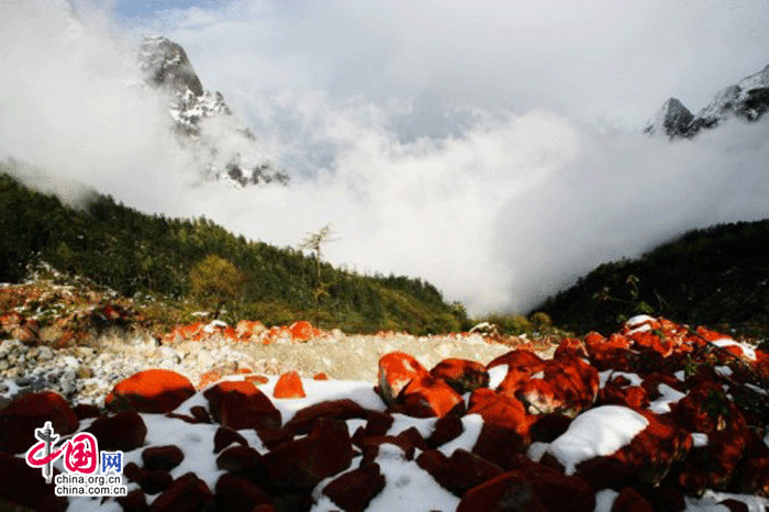 The photo shows the unique spectacle of red stones in the Hailuo Valley, at the foot of the Gongga snow-topped peak, which situates on the eastern hillside of Gongga Mountain at the eastern edge of the Qinghai-Tibetan Plateau. The red material on the stones is a kind of primitive algae. The valley is known as the "No.1 red stone rapid in the world". (China.org.cn)