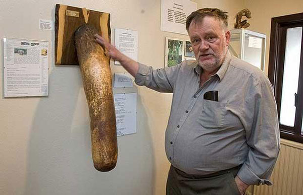 Phallological Museum in Reykjavík, Iceland (Photo Source: gmw.cn)