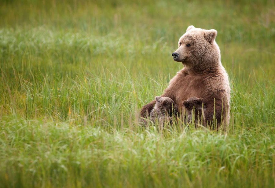 “Feed”: A mother brown bear feeds her two cubs.(Photo/Xinhua)