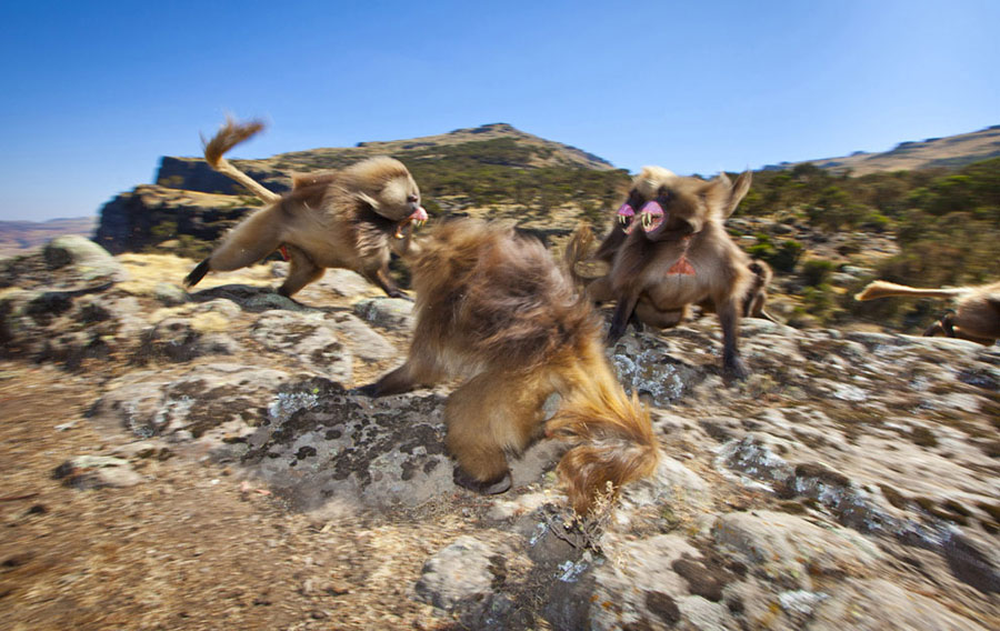 “Geladas”: Geladas fights over dominance in Ethiopia. (Photo/Xinhua)