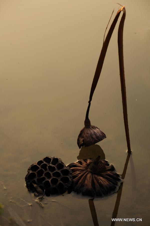 Photo taken on Dec. 3, 2012 shows withered lotus on a lake in Chongqing, southwest China.(Xinhua/Luo Guojia)