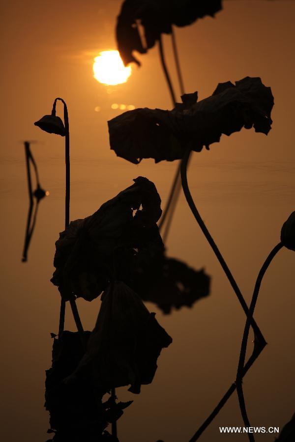 Photo taken on Dec. 3, 2012 shows withered lotus on a lake in Chongqing, southwest China.(Xinhua/Luo Guojia)