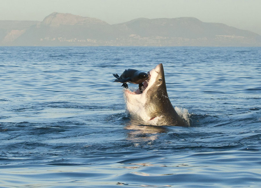 “The great escape”: A jaws preys in the False Bay, South Africa. (Photo/Xinhua)