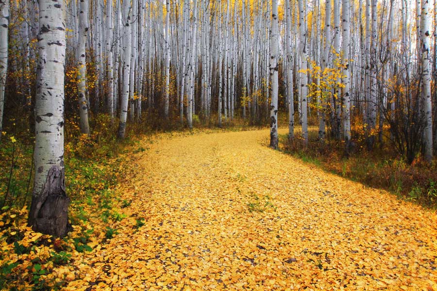 “The path in gold”: Aspen leaves scattered the path in Snowmass of Colorado, U.S. (Photo/Xinhua)