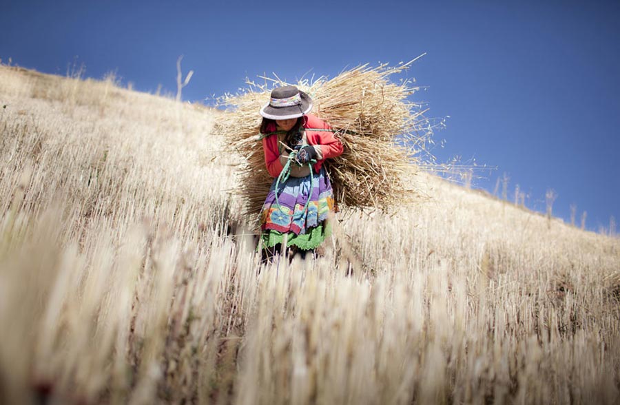 “Luzmila”: A 12-year-old little girl Luzmila helps her family with the barley reaping in a small village at the foot of the Andes, Peru. (Photo/Xinhua)