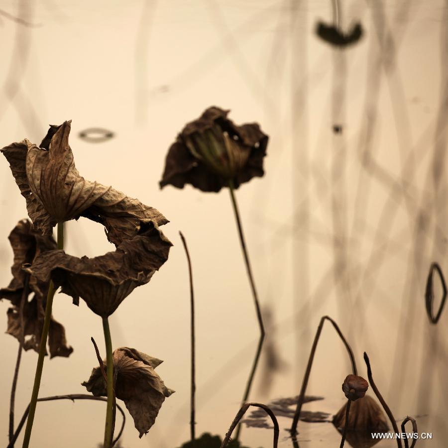 Photo taken on Dec. 3, 2012 shows withered lotus on a lake in Chongqing, southwest China. (Xinhua/Luo Guojia) 