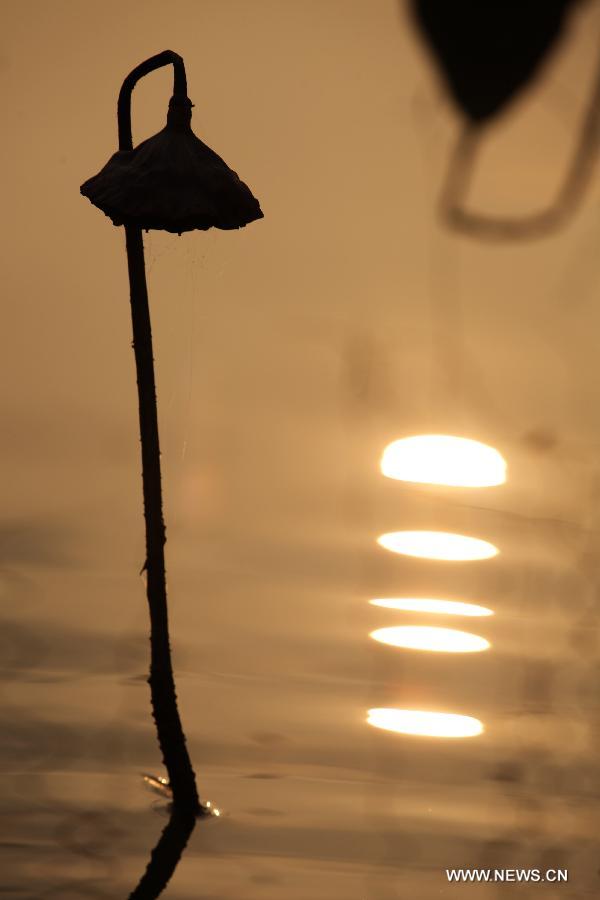 Photo taken on Dec. 3, 2012 shows withered lotus on a lake in Chongqing, southwest China. (Xinhua/Luo Guojia) 