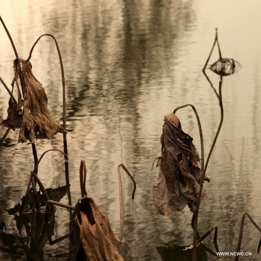 Photo taken on Dec. 3, 2012 shows withered lotus on a lake in Chongqing, southwest China. (Xinhua/Luo Guojia) 