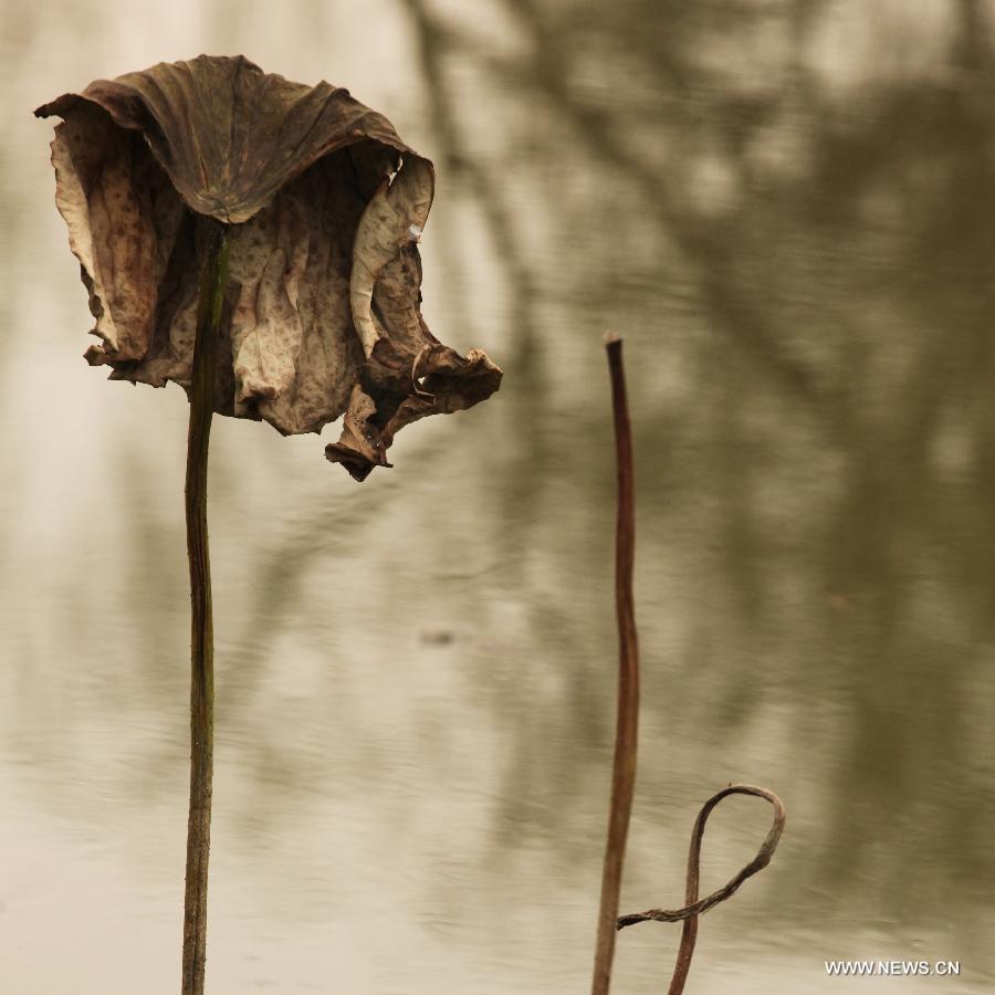 Photo taken on Dec. 3, 2012 shows withered lotus on a lake in Chongqing, southwest China. (Xinhua/Luo Guojia) 