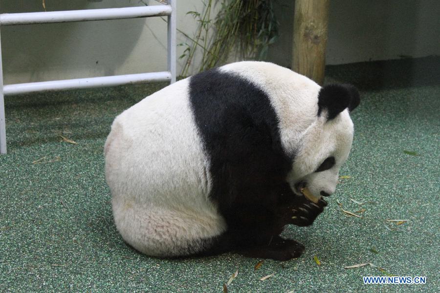 Chinese giant panda Tian Tian tastes cakes in her enclosure at Edinburgh Zoo in Scotland, the United Kingdom, Dec. 4, 2012. .(Xinhua/Guo Chunju)