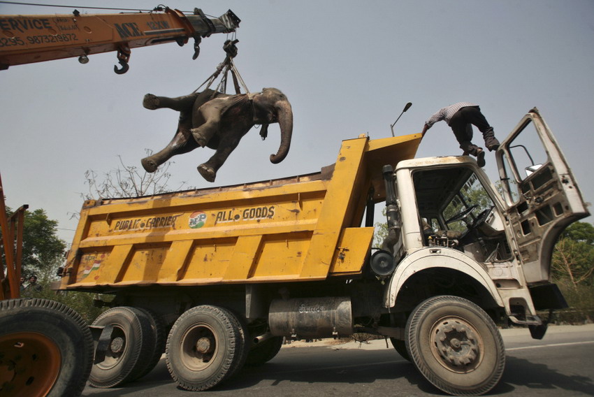 A crane lifts up a 40-year-old dead elephant that was run down by a truck on a highway in the suburbs of New Delhi on June 29, 2012. (Reuters/Parivartan Sharma)